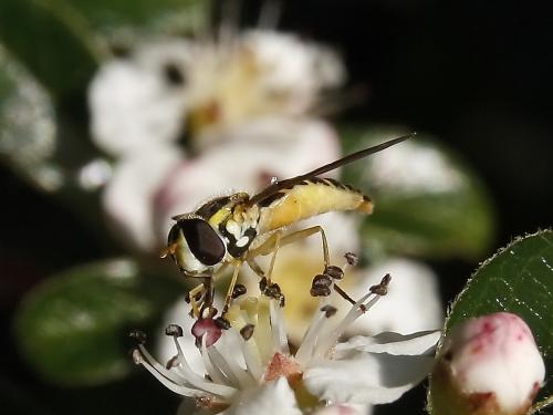 Sphaerophoria sp.