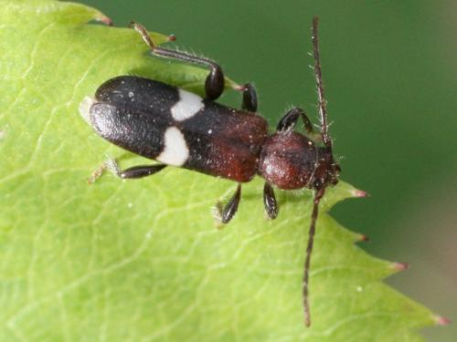 Réf. 44 324 : Poecilium fasciatum