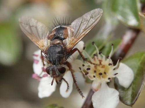 Tachina fera