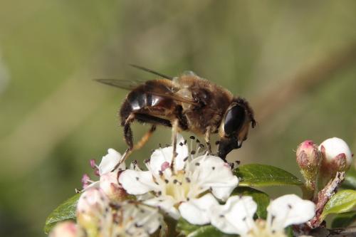 Eristalis tenax