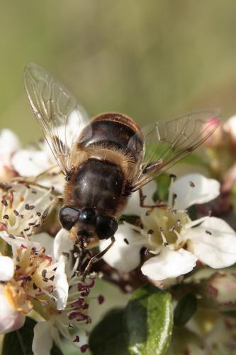 Eristalis tenax