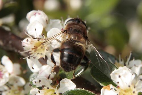 Eristalis tenax