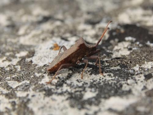 Coreus marginatus