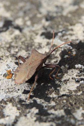 Coreus marginatus