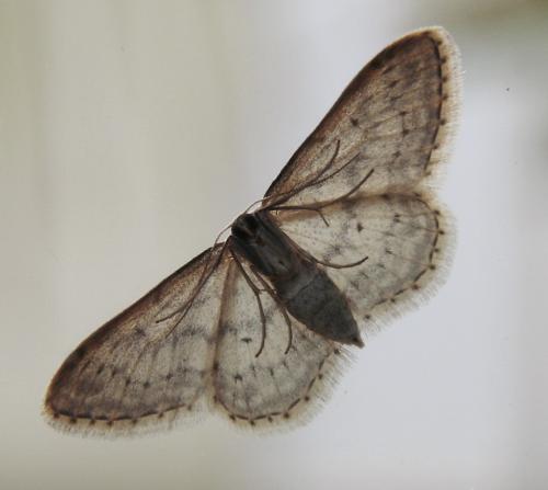 Idaea seriata