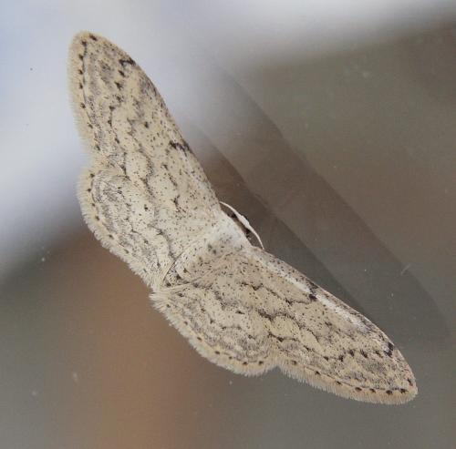 Idaea seriata