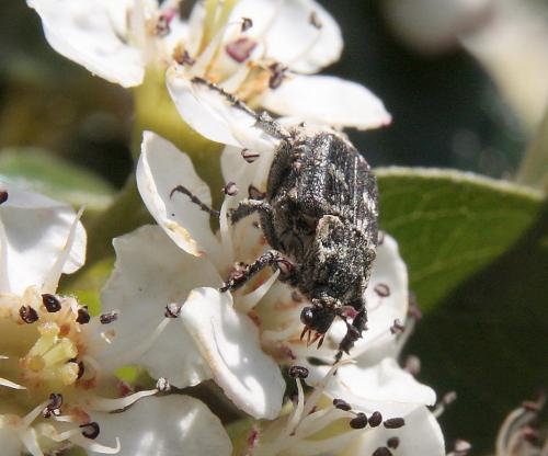 Valgus hemipterus