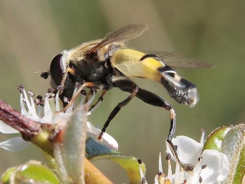 Réf. 44 539 : Helophilus trivittatus