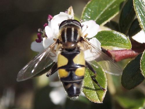 Réf. 44 540 : Helophilus trivittatus