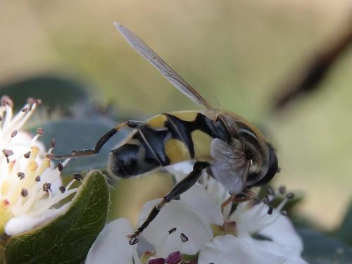 Réf. 44 541 : Helophilus trivittatus