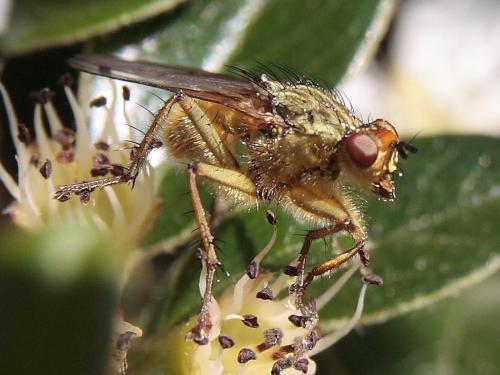 Réf. 44 542 : Scathophaga stercoraria