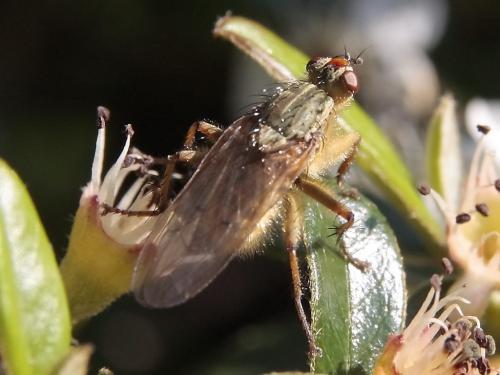 Scathophaga stercoraria