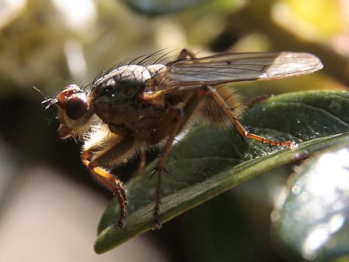 Scathophaga stercoraria