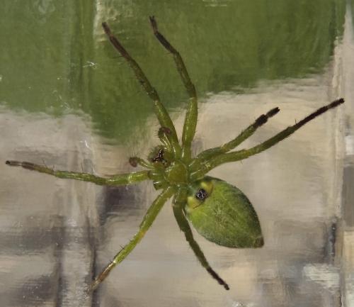 Micrommata ligurina