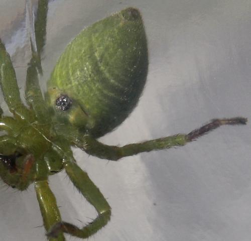 Réf. 44 867 : Micrommata ligurina