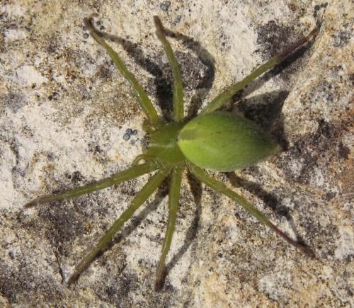 Réf. 44 848 : Micrommata ligurina