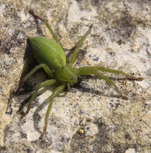Micrommata ligurina