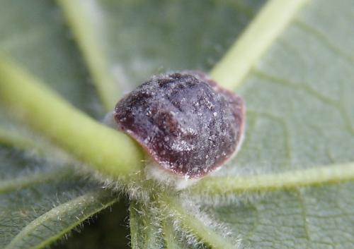 Réf. 44 885 : Pulvinaria sp.