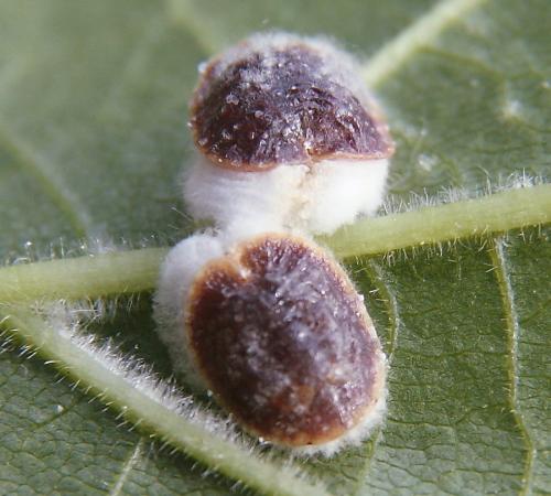 Pulvinaria sp.