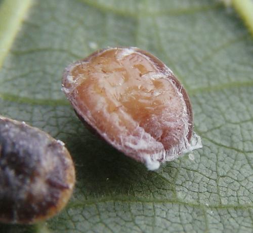 Pulvinaria sp.