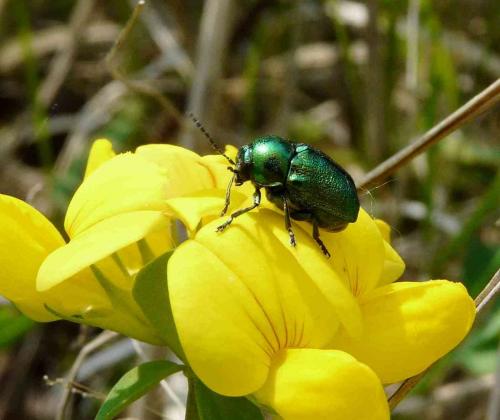 Cryptocephalus sp.