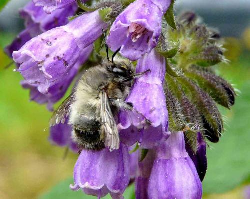 Anthophora plumipes