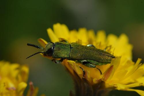 Réf. 44 134 : Anthaxia hungarica