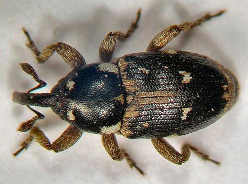 Eremobaris picturata opiparis