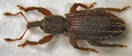 Styphlus penicillus