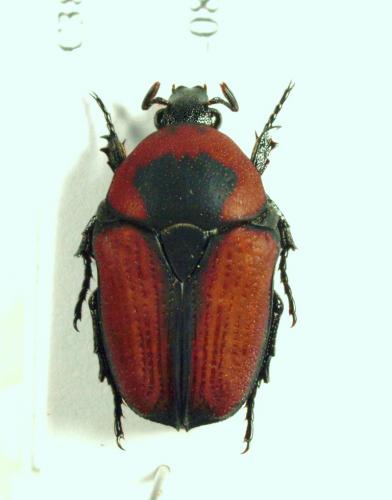 Tephraea sp.