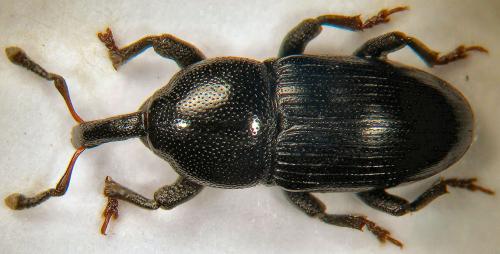 Réf. 44 857 : Melanobaris sinapis galliae