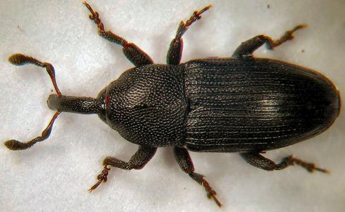 Melanobaris morio