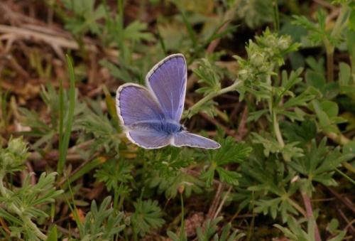 Polyommatus icarus