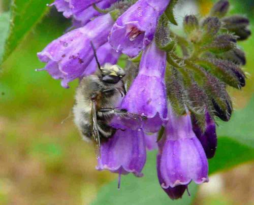 Anthophora plumipes