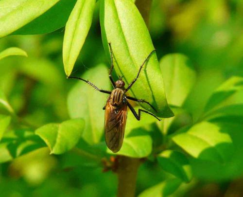 Empis tessellata