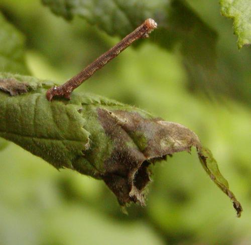 Agriopis sp.