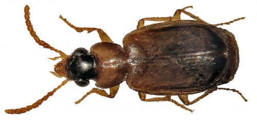 Réf. 44 046 : Perigona nigriceps
