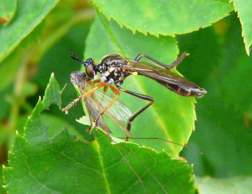 Dioctria rufipes