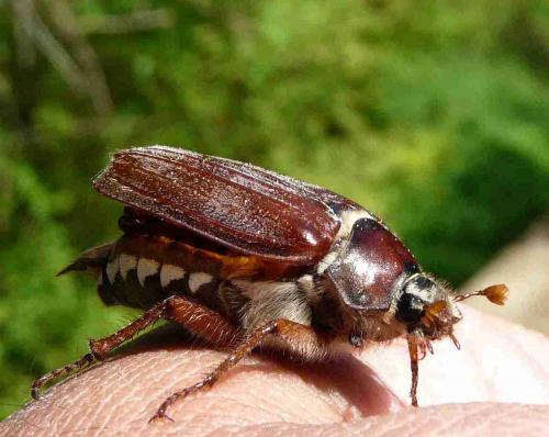Réf. 44 426 : Melolontha sp.
