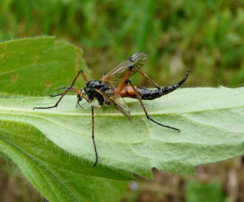 Tanyptera nigricornis