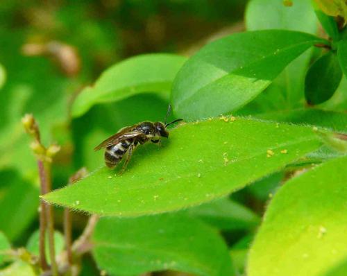 Lasioglossum sp.