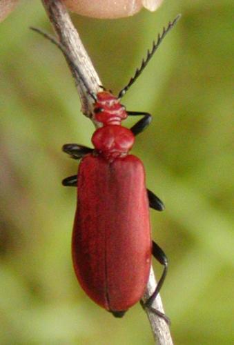Réf. 44 429 : Pyrochroa serraticornis