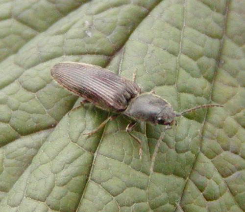 Réf. 44 933 : Athous haemorrhoidalis
