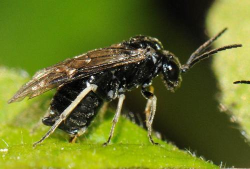 Blennocampinae