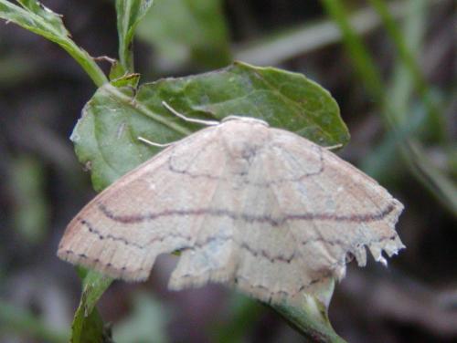Réf. 44 927 : Cyclophora linearia