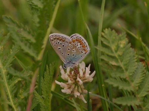 Polyommatus icarus