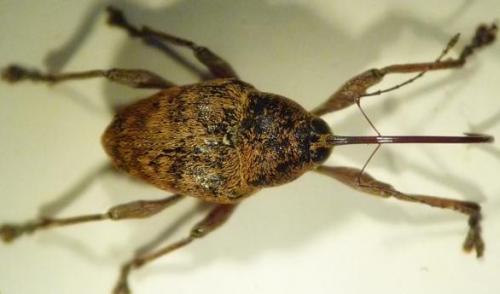 Curculio glandium