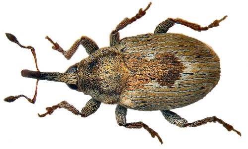 Sibinia seriata