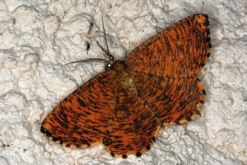 Angerona prunaria