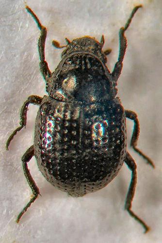 Georissus crenulatus